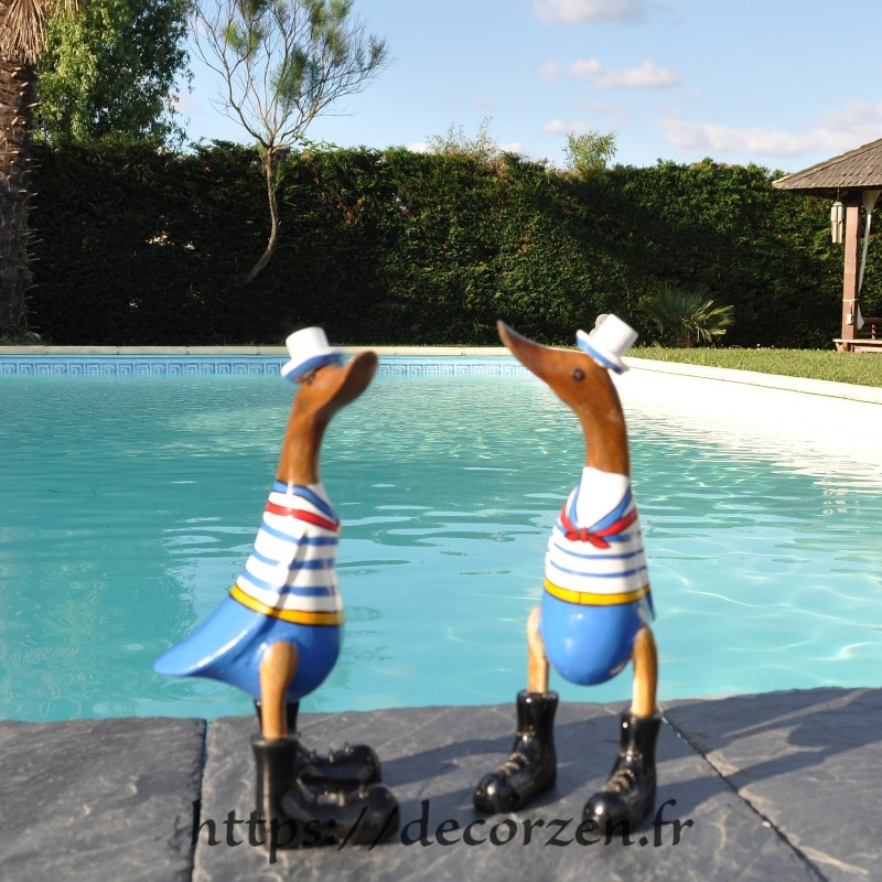 Canard matelot