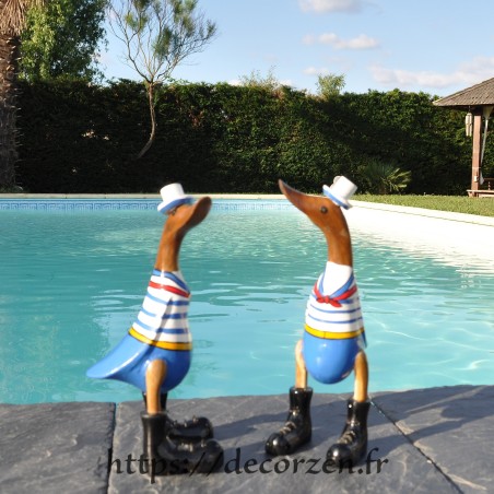Canard matelot